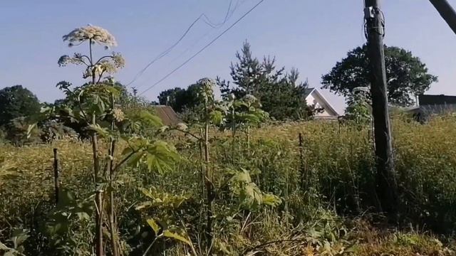 Борщевик- печальное эхо 80-х. Уничтожить невозможно, как-же жить с таким соседом? смотреть онлайн