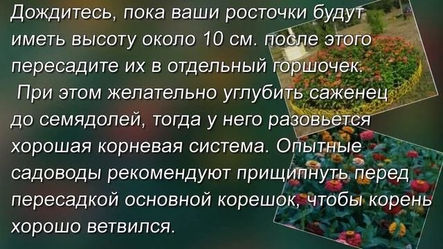 ЦИНИЯ:  КРАСИВЫЕ ЦВЕТЫ В ВАШЕМ САДУ.   ВЫРАЩИВАНИЕ ИЗ СЕМЯН. КОГДА САЖАТЬ.