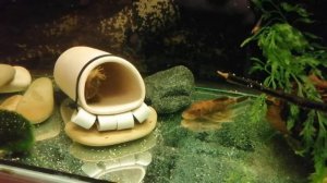 ЛЕОПАРДОВЫЙ АНЦИСТРУС и его потомство