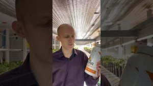 Клубника по технологии полной светокультуры на малообъёмной гидропонике в условиях сити-фермы
