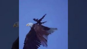 Притча про Орла и вороны