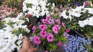 💐 petunia की सारी जानकारी💐petunia flower plant💐best winter flower💐creative nursery💐