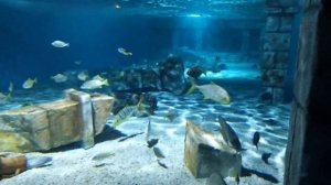 Продолжение . Аквариум. Парк приключений с морским аквариумом