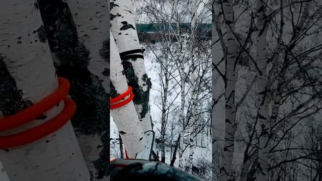 Больше видео на канале #arborist #treecare #арборист #arblife #hardwork #stihl #спилитьдерево