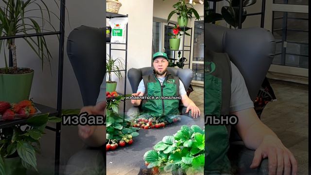 #Shorts Почему так много сорняков на грядках #сорняки #грядки #садовод