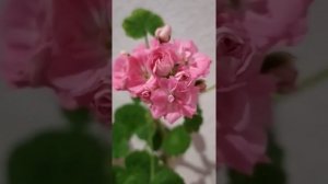 Роза? Пеларгония ?Лучшие сортовые пеларгонии. Особенная Saxdalens Selma.