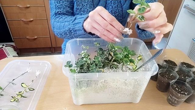 Результат зимнего черенкования бересклета???#бересклет#черенкование смотреть онлайн