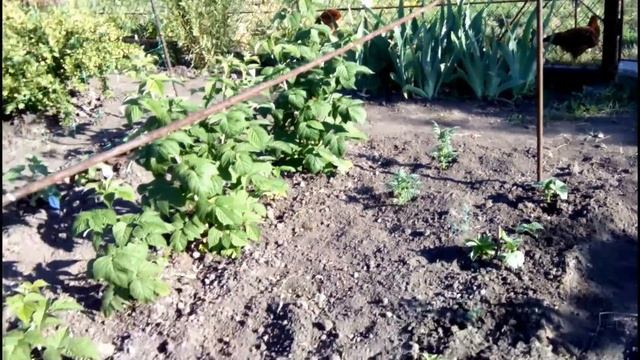 КАК ЛЕГКО И ПРОСТО УСТАНОВИТЬ СЕТКУ ДЛЯ ОГУРЦОВ САМОМУ смотреть онлайн