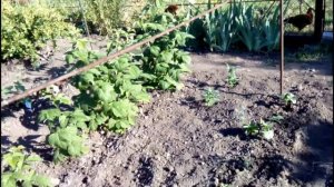 КАК ЛЕГКО И ПРОСТО УСТАНОВИТЬ СЕТКУ ДЛЯ ОГУРЦОВ САМОМУ