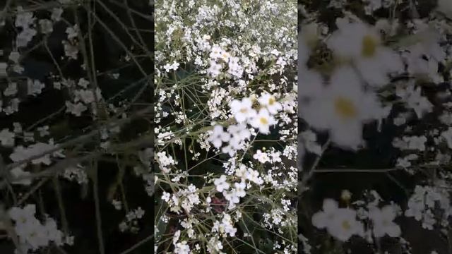 flowers of June Jacobs ladder