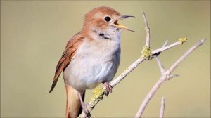 Незабутній Спів солов'я / Chill out Nightingale Singing