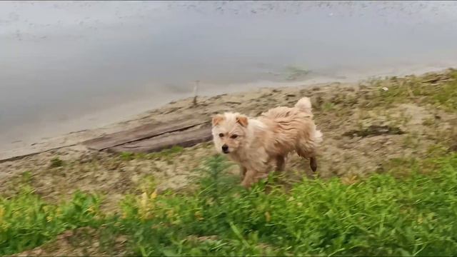 Любопытная собачка. Curious doggy. #doggy смотреть онлайн