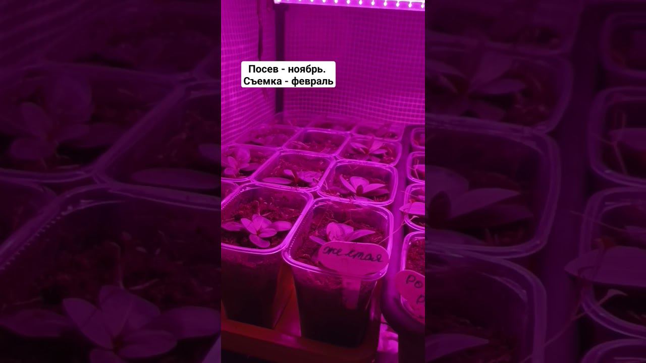 Рассада эустомы под подсветкой