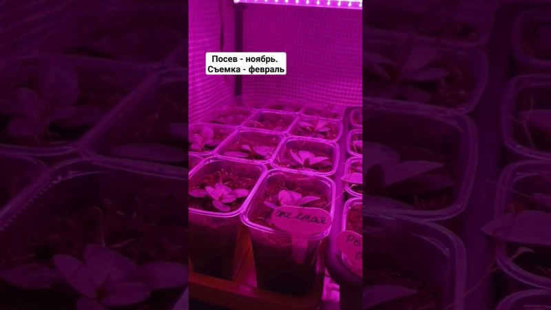Рассада эустомы под подсветкой