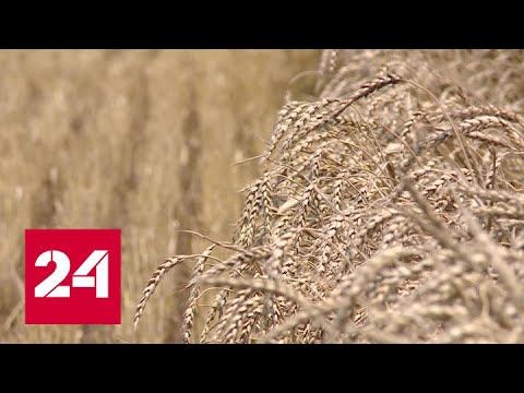 Мировые цены на продукты в 2022 году могут вырасти на 23 процента - Россия 24