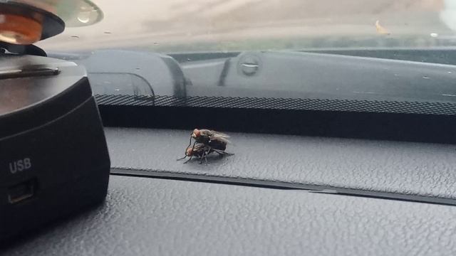 Муха отжигает с мухой на панели