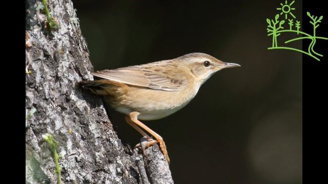 Голоса птиц Как поёт Певчий сверчок (Locustella certhiola)