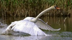 Белый лебедь,В.Якушечкин