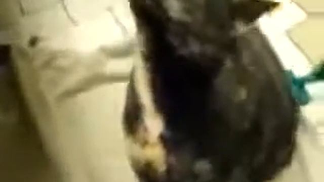 мото кот - прямоток смотреть онлайн