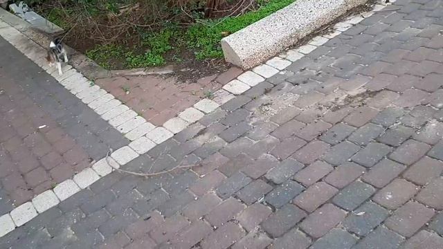 СЕМЕЙКА КОШЕК смотреть онлайн