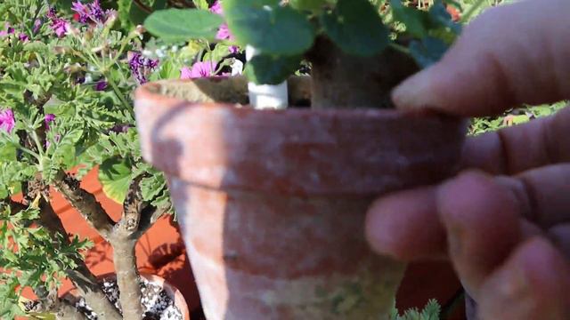 Species pelargoniums in my collection смотреть онлайн