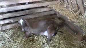 Окот козы/ Роды у козы/наша коза рожает