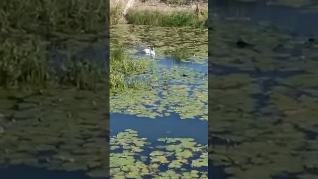 На Уводи в центре Иванова появилась пара белых лебедей