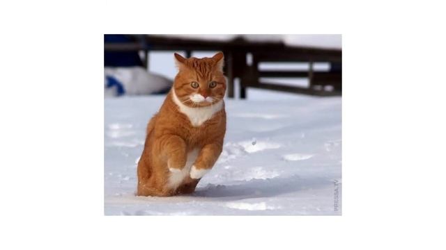 Машина для катания по голому льду и прикольные кадры. смотреть онлайн