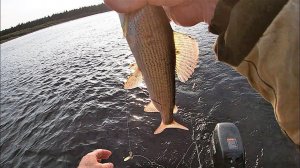 ИСКАЛИ ОКУНЯ, А НАШЛИ ХАРИУСА !!!