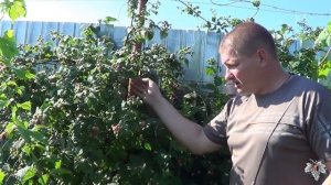 Малина Пурпурная Глен Кое  и еще все редкие сорта в наших группах.