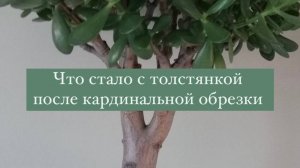 Моя первая толстянка погибла от обрезки. Что ждет вторую?