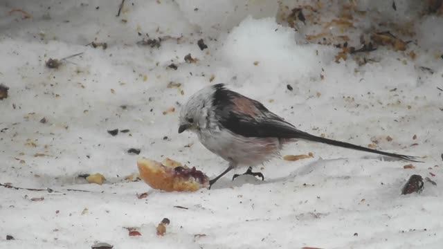 Длиннохвостые синицы ( Aegithalos caudatus )