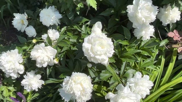 White Peonies From Our Garden смотреть онлайн