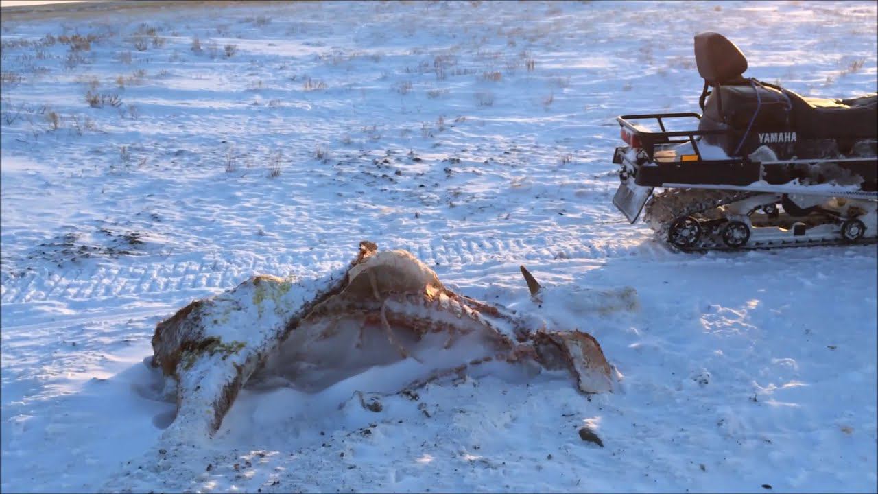 охота на волков 2016 ( hunting for wolves ) смотреть онлайн