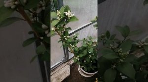 Лимон мейера