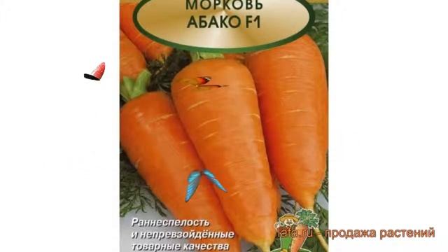 Морковь обыкновенный Абако F1 (abako f1) ? Абако F1 обзор: как сажать, семена моркови Абако F1 смотреть онлайн