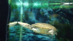 Австралийская змеиношеяя черепаха Eastern long-necked turtle