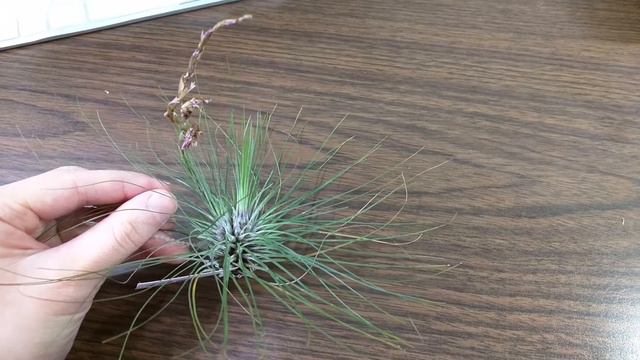 Airplant updates 2 - October 2020 смотреть онлайн