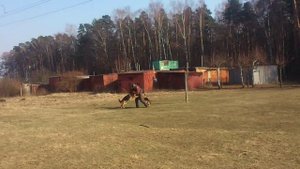 немецкая овчарка работа в паре