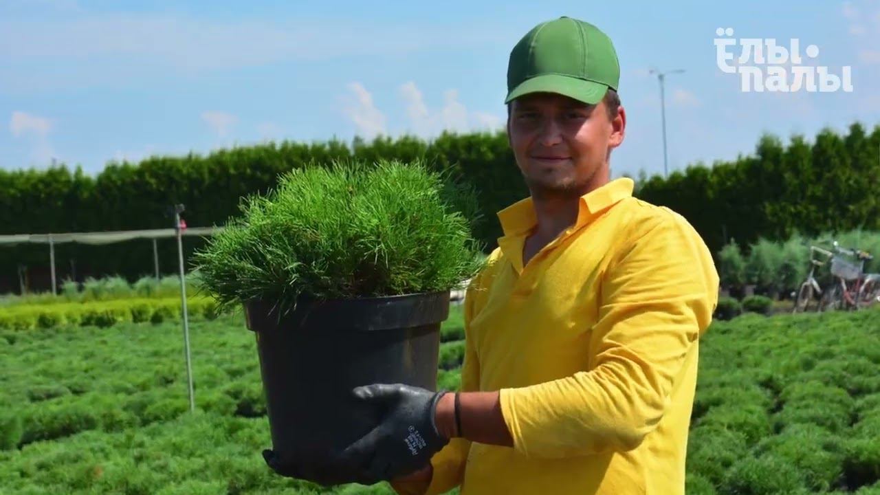 Сосна горная питомник Ёлы палы смотреть онлайн