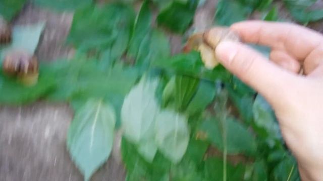 Семейство улиток. смотреть онлайн