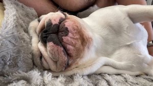 Как храпит французский бульдог | French bulldog snoring