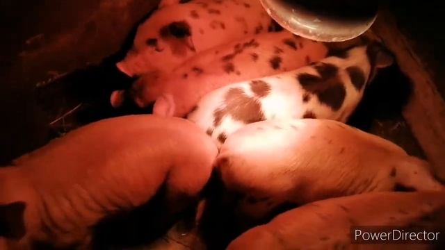 Купил Фермера. Вес быка в 1 год. смотреть онлайн