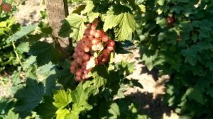 Смородина Любава, обзор.