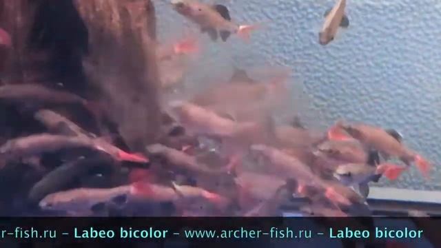 Labeo bicolor смотреть онлайн