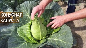 Капуста коническая, белокочанная. КФХ Юрия Коровина.