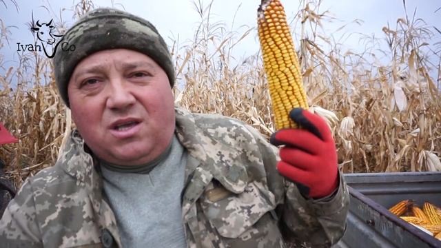 Уборка кукурузы в этом году в ручную. смотреть онлайн