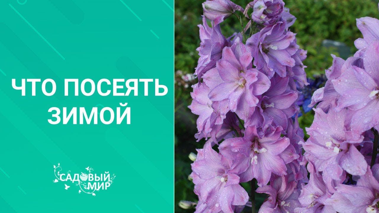 Что посеять зимой в декабре-январе/ Семена цветов: бегония, эустома, глоксиния смотреть онлайн