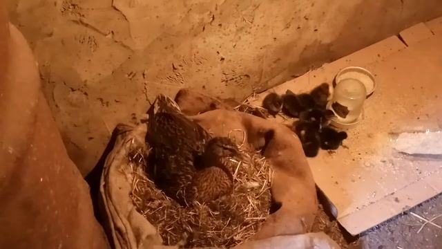 Забирать вылупившихся утят от утки или нет? смотреть онлайн