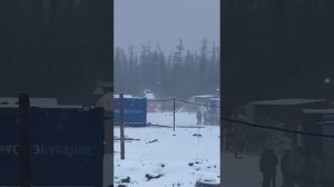 В Новом Уренгое медведь напал на человека